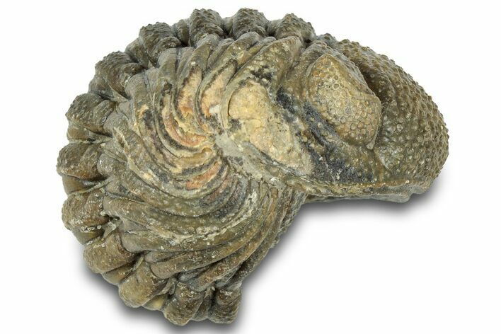 Wide Enrolled Morocops Trilobite - Morocco #323214